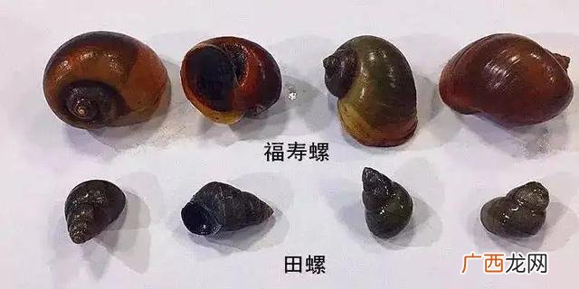 水葫芦养福寿螺 北海养殖福寿螺