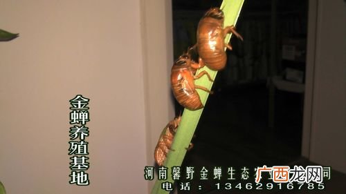 山东有没有金蝉养殖基地 曹县金蝉养殖基地