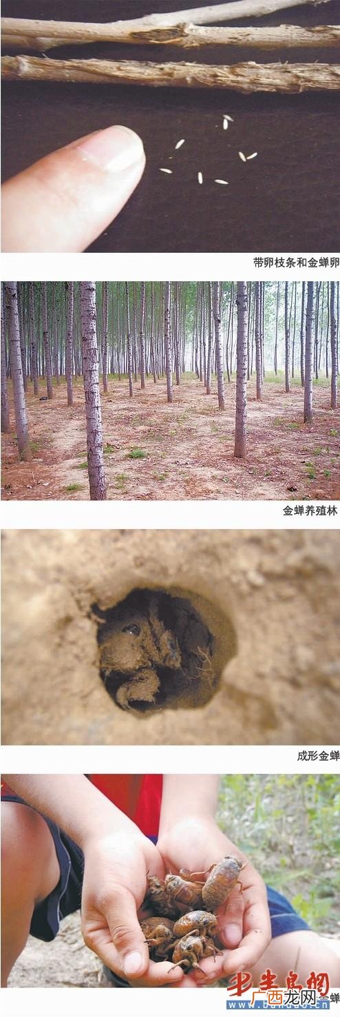 山东有没有金蝉养殖基地 曹县金蝉养殖基地