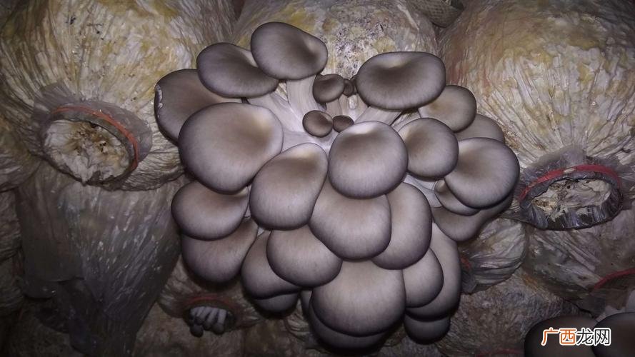 香菇草怎么种 草菇怎么养殖