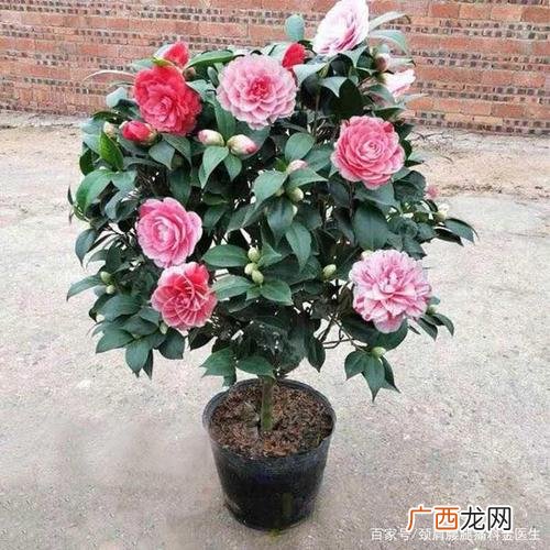 修剪茶花的最佳时间 茶花的养殖方法和注意事项 盆栽