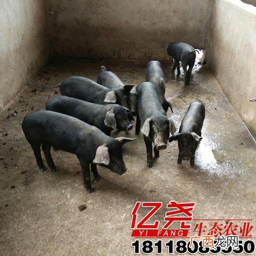 四川土黑猪养殖基地 成都黑猪养殖