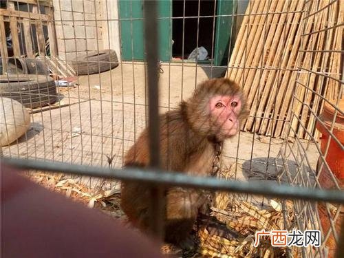 黄雀繁殖技巧 碟猴的养殖养殖视频