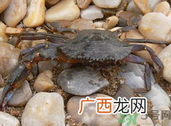 梭子蟹怎么保存？活的梭子蟹怎么保存？