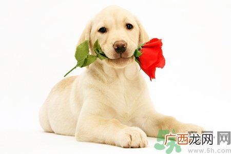 被狗咬出血怎么办？被狗咬了没出血怎么办？