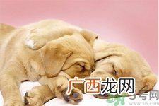 被狗咬出血怎么办？被狗咬了没出血怎么办？