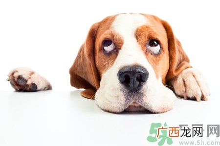 被狗咬出血怎么办？被狗咬了没出血怎么办？