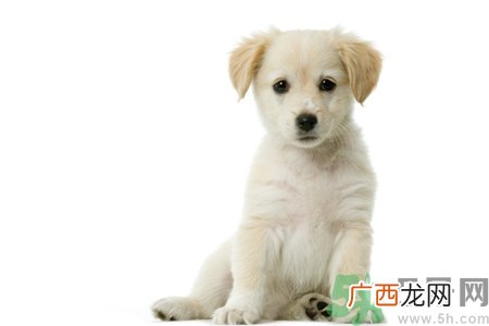 被狗咬出血怎么办？被狗咬了没出血怎么办？