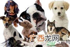 狗狗发烧了怎么办？狗狗发烧的症状有哪些？