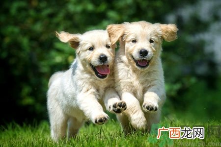 狗狗发烧了怎么办？狗狗发烧的症状有哪些？