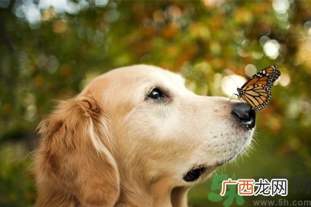 狗狗咳嗽怎么回事？狗狗咳嗽怎么办？