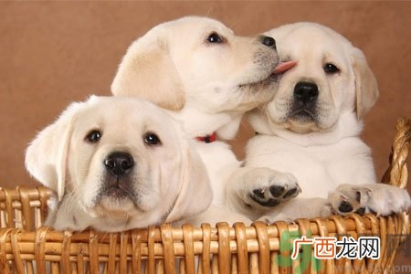 狗狗咳嗽怎么回事？狗狗咳嗽怎么办？