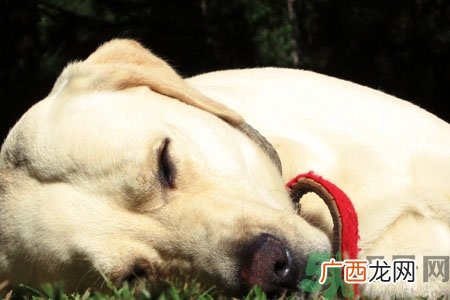 狗狗咳嗽怎么回事？狗狗咳嗽怎么办？