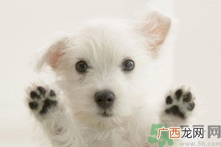 狗狗咳嗽怎么回事？狗狗咳嗽怎么办？