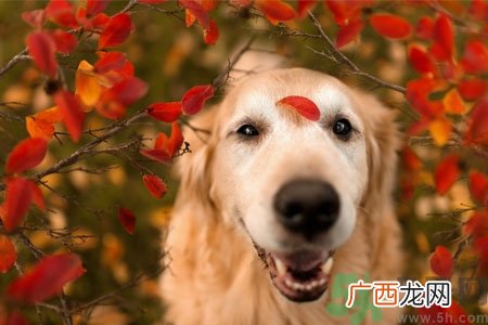 狗狗咳嗽怎么回事？狗狗咳嗽怎么办？