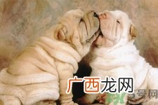 被狗咬了怎么办？被狗咬伤的急救措施是什么？