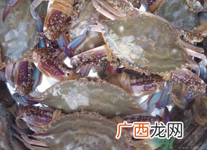 梭子蟹多少钱一斤？梭子蟹多少钱一只？