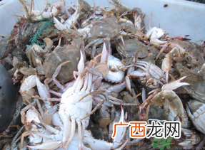 梭子蟹多少钱一斤？梭子蟹多少钱一只？
