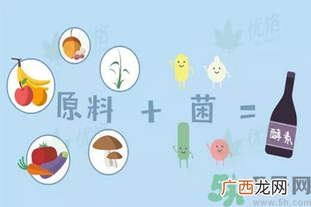 酵素什么时候吃最减肥？酵素减肥有用吗？