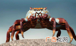 盘锦河蟹怎么保存？盘锦河蟹如何存放？