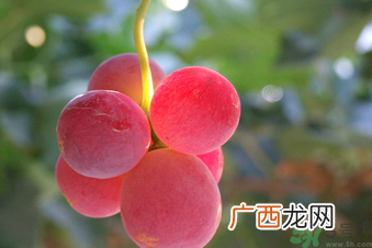 巨峰葡萄多少钱一斤?巨峰葡萄价格