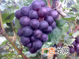 巨峰葡萄多少钱一斤?巨峰葡萄价格