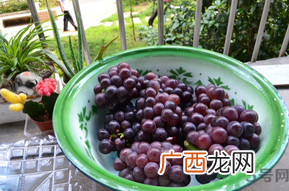 巨峰葡萄多少钱一斤?巨峰葡萄价格