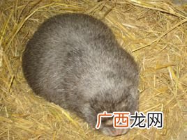 普通老鼠能养吗 冬毛老鼠养殖条件