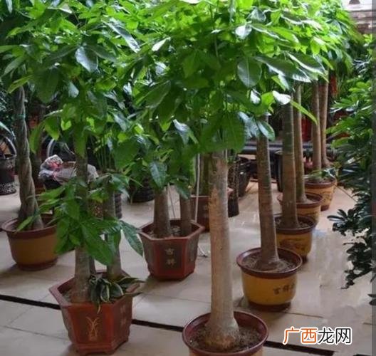 发财树为什么突然黄叶了 发财树大面积养殖