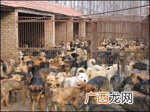 养牛养殖场 放养养殖场位置
