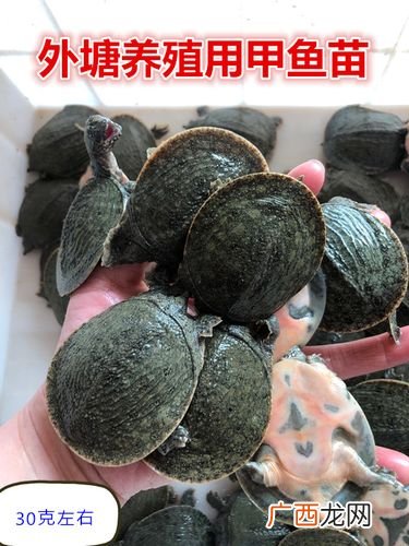 上思收购福寿螺喂甲鱼 福寿螺如何养殖甲鱼