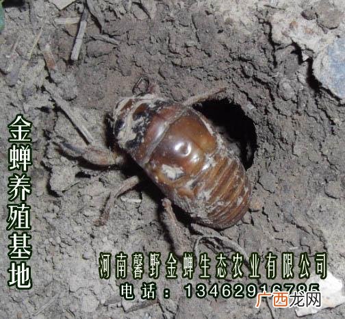 河南最大的金蝉养殖基地 高密金蝉养殖基地
