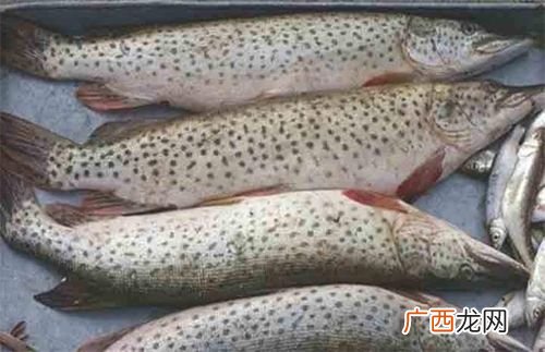 狗鱼水温多少会死亡 狗鱼能养殖吗