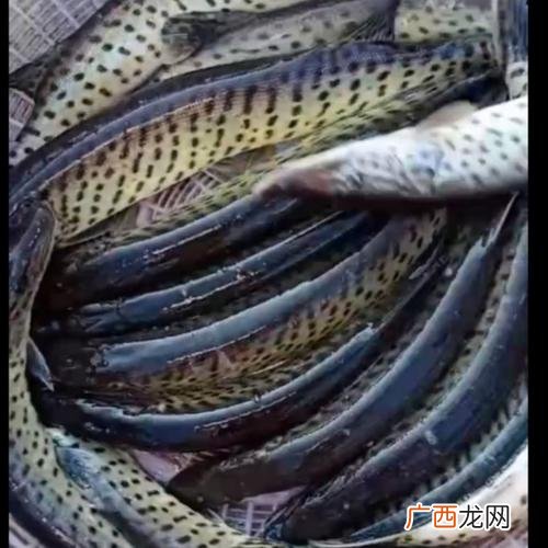 狗鱼水温多少会死亡 狗鱼能养殖吗