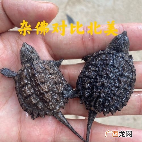 观赏鸡养殖视频 观赏大鳄养殖视频