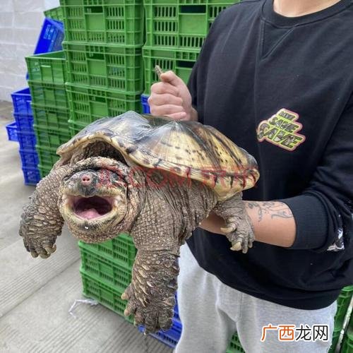 观赏鸡养殖视频 观赏大鳄养殖视频