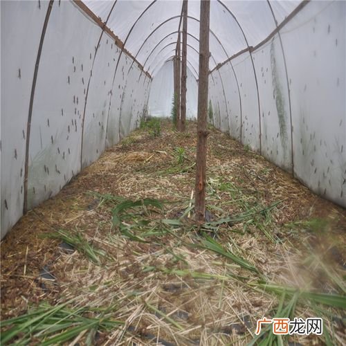 全国蝗虫养殖基地 广东省内蚂蚱养殖基地