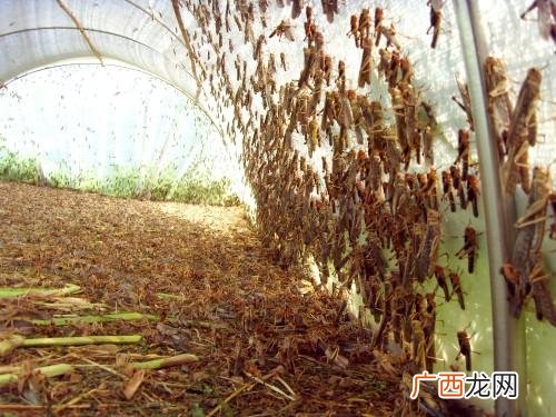 全国蝗虫养殖基地 广东省内蚂蚱养殖基地