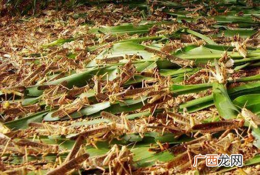 附近哪里有蚂蚱养殖场 广州蚂蚱养殖基地