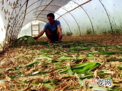 附近哪里有蚂蚱养殖场 广州蚂蚱养殖基地