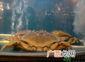 珍宝蟹多少钱一斤？珍宝蟹多少钱？