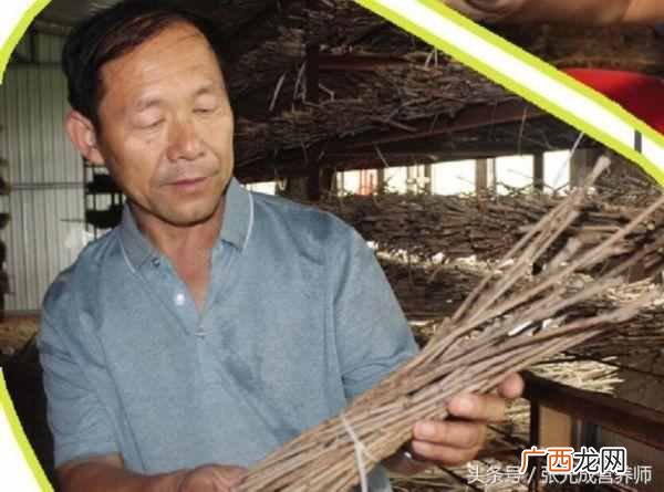 知了有什么营养价值 知了吃什么