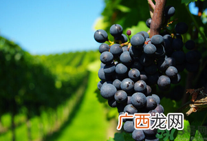 玫瑰香葡萄几月份成熟？玫瑰香葡萄什么时候熟？