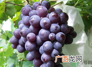 玫瑰香葡萄几月份成熟？玫瑰香葡萄什么时候熟？