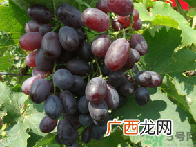 玫瑰香葡萄几月份成熟？玫瑰香葡萄什么时候熟？