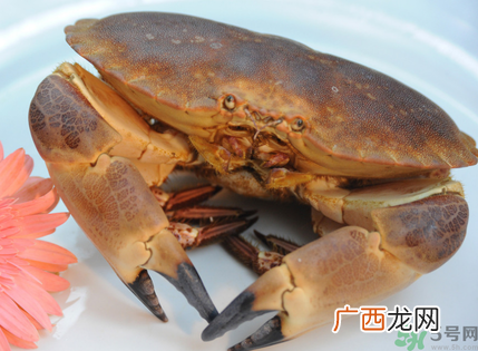 面包蟹多少钱一斤？面包蟹多少钱一只？