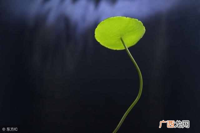 三支一扶是什么(三支一扶发展前景怎么样）