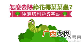 西兰花里有虫子怎么办？花椰菜里面好多虫怎么办？