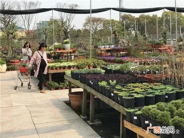 做花卉生意前景如何,怎样做好花卉生意