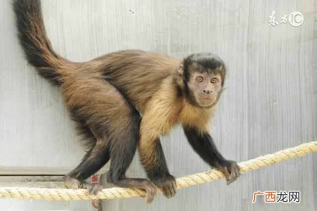 一年运势怎么样 92年属什么